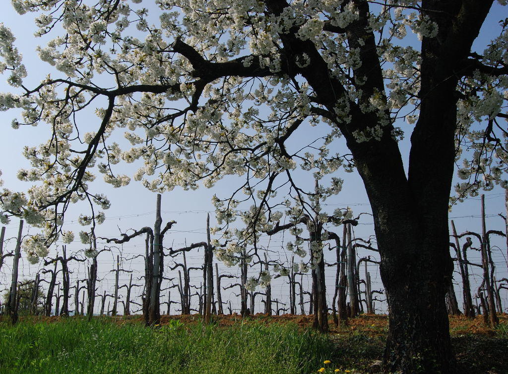 Agriturismo Domus Rustica Cormòns Eksteriør bilde